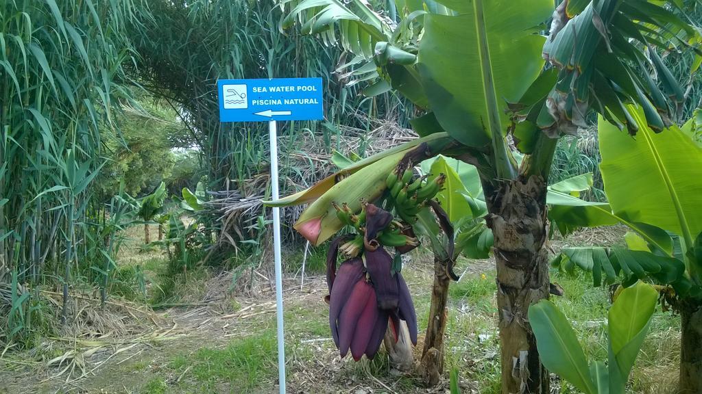 Qva - Quinta Velha Das Amoreiras ヴィラ・フランカ・ド・カンポ エクステリア 写真